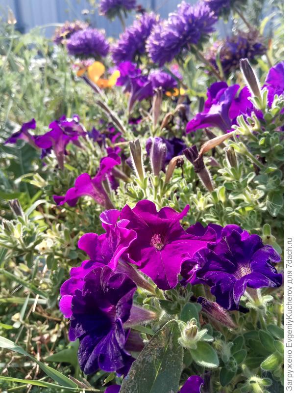 Петуния Джолли F1 смесь окрасок