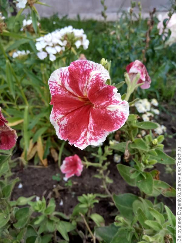 Петуния Александра F1