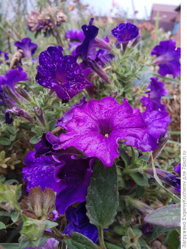 Петуния Джолли F1 смесь окрасок