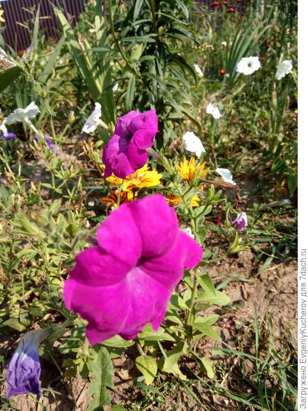 Петуния Балконная смесь окрасок