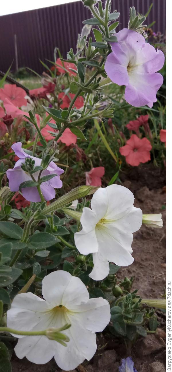 Петуния Балконная смесь окрасок, Петуния Аморе мио оранжевая F1 с ароматом жасмина