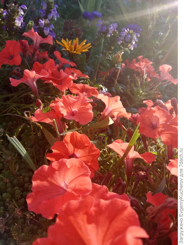 Петуния Аморе мио оранжевая F1 с ароматом жасмина