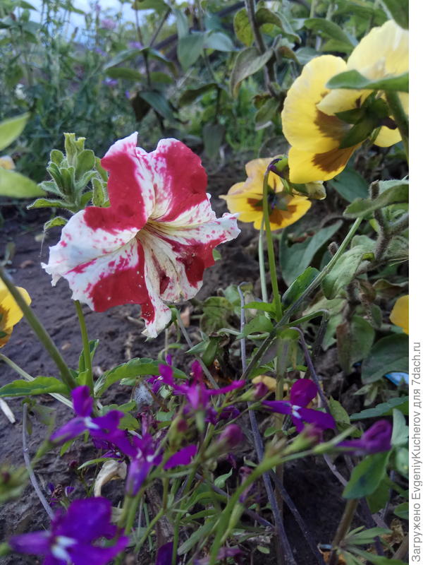 Петуния Марко Поло красно-белая F1