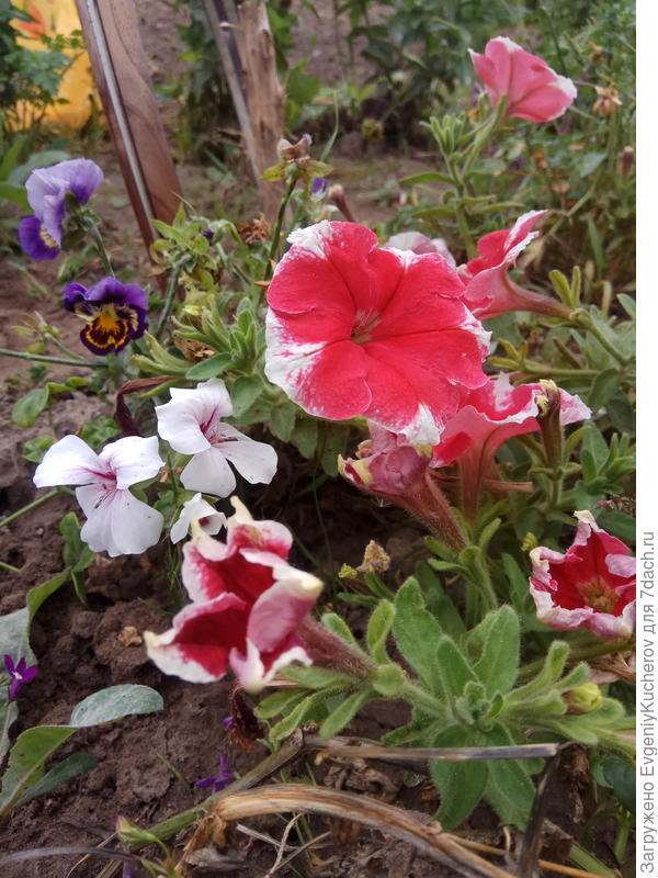 Петуния Александра F1