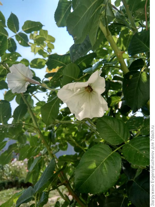 Петуния Балконная смесь окрасок