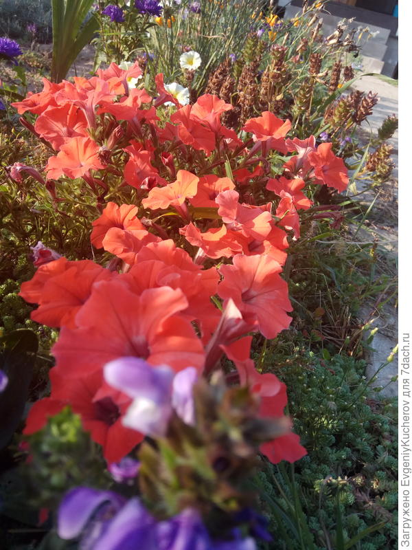 Петуния Аморе мио оранжевая F1 с ароматом жасмина