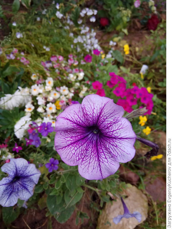 Петуния Варвара краса F1