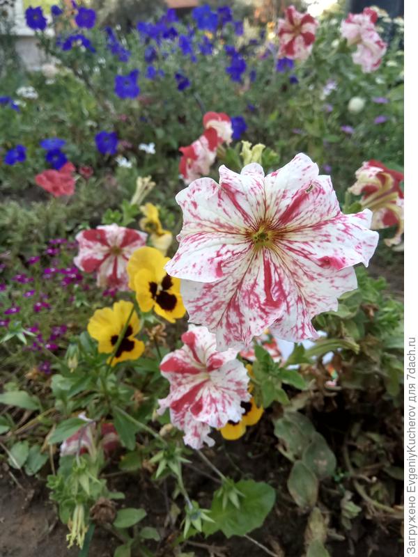 Петуния Марко Поло красно-белая F1