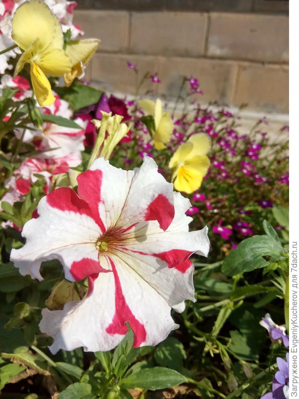 Петуния Марко Поло красно-белая F1