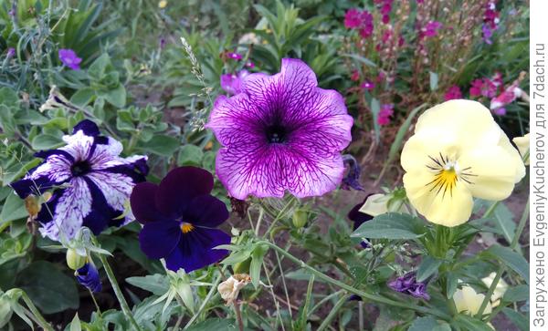 Петуния Варвара краса F1