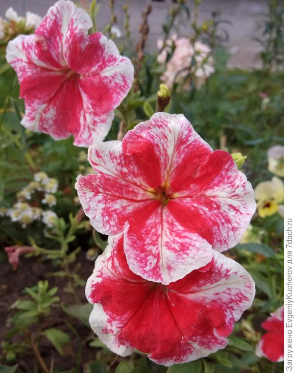 Петуния Александра F1