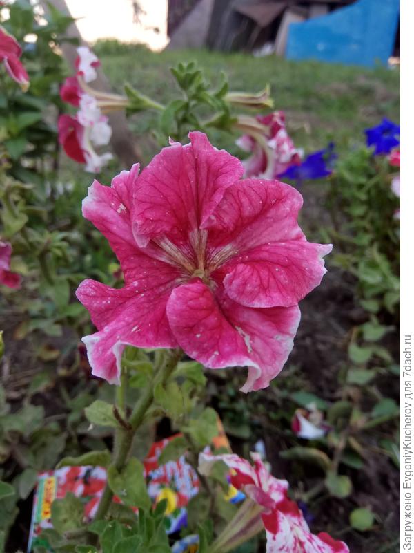 Интересный по окраске цветок. Петуния Марко Поло красно-белая F1 .