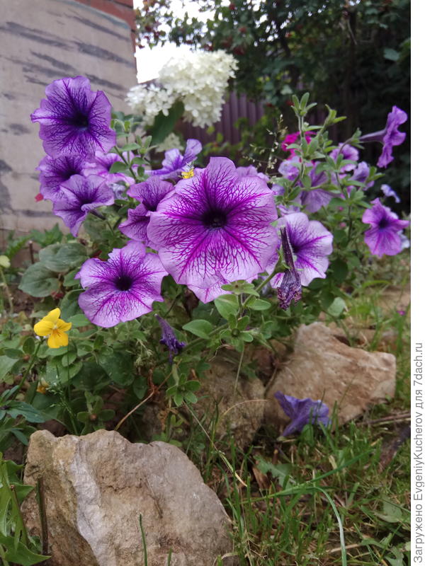 Петуния Варвара краса F1