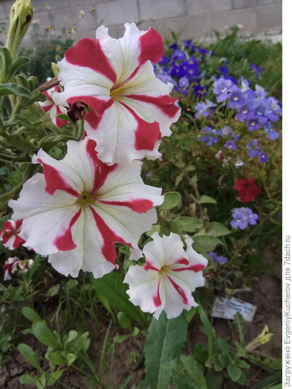 Петуния Марко Поло красно-белая F1