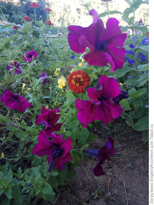 Петуния Бургунди F1