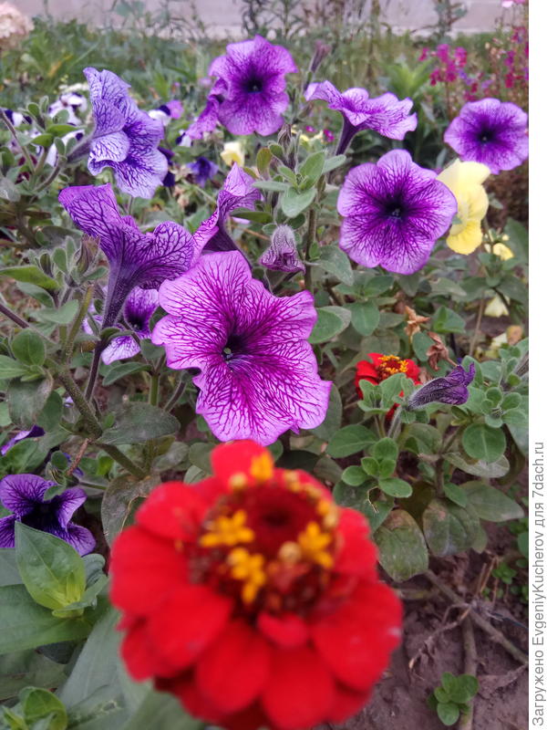 Петуния Варвара краса F1