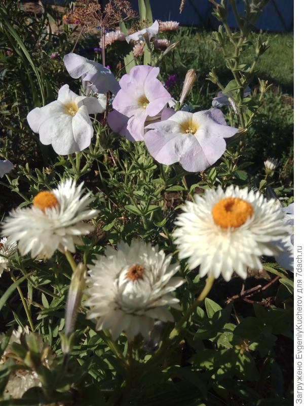 Петуния Балконная смесь окрасок