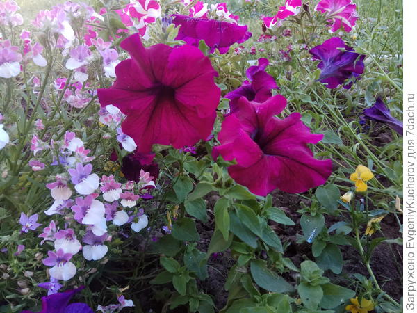 Петуния Бургунди F1