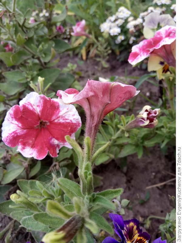 Петуния Александра F1