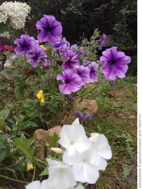 Петуния Варвара краса F1