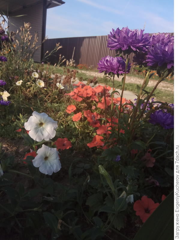 Петуния Балконная смесь окрасок, Петуния Аморе мио оранжевая с ароматом жасмина F1