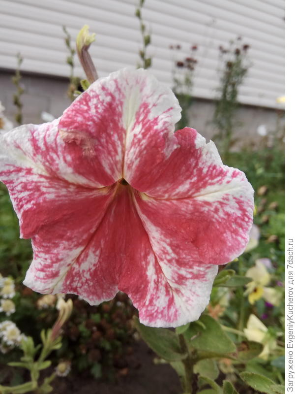 Петуния Александра F1