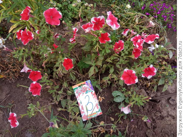 Петуния Александра F1 в рамках тестирования этот куст был под номером 3)