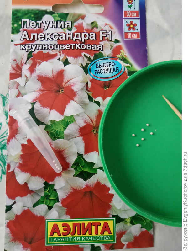семена