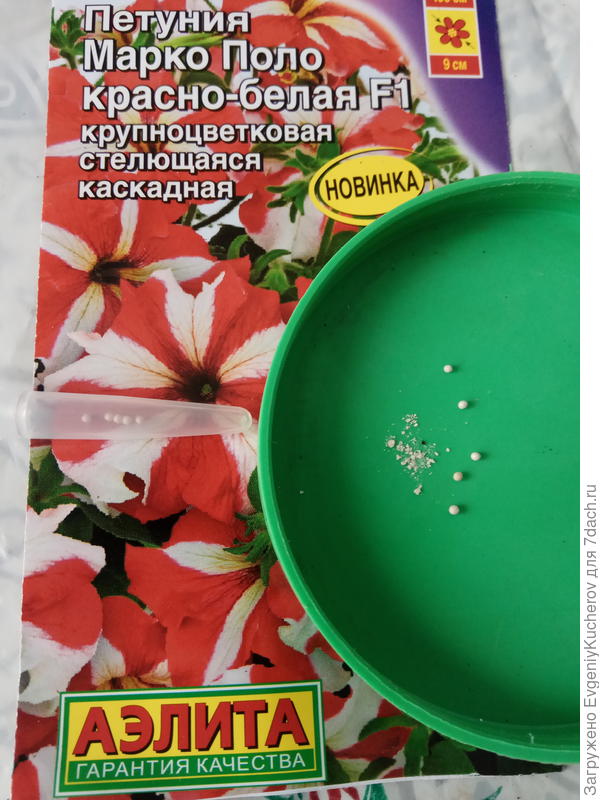 семена