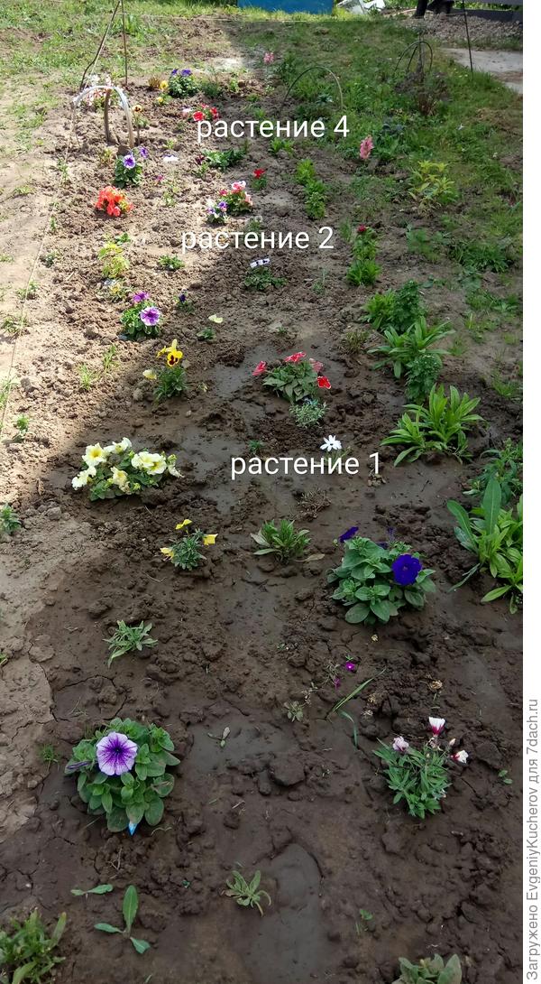 растения