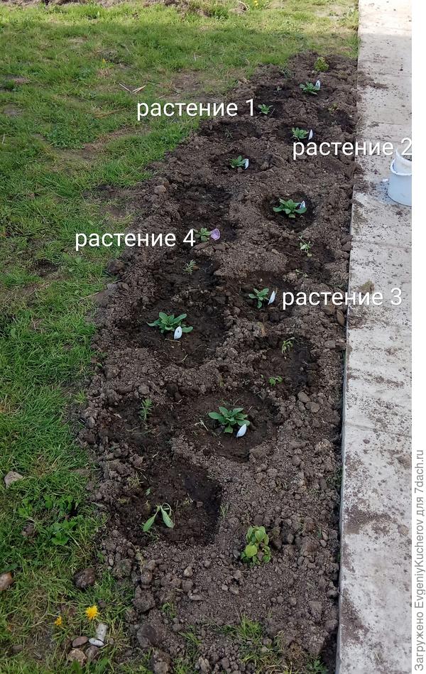 клумба
