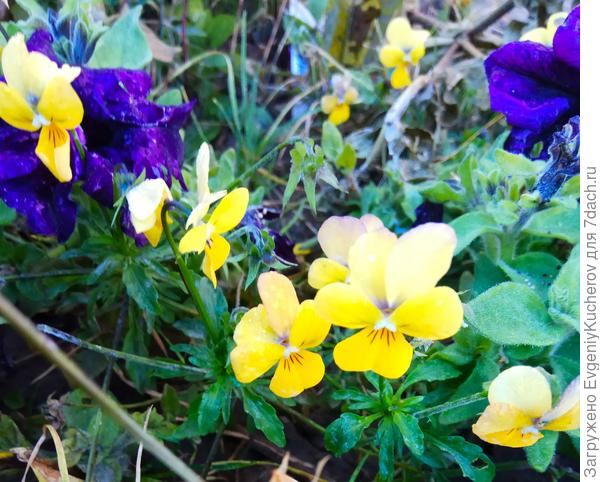 Осенние зайчики)