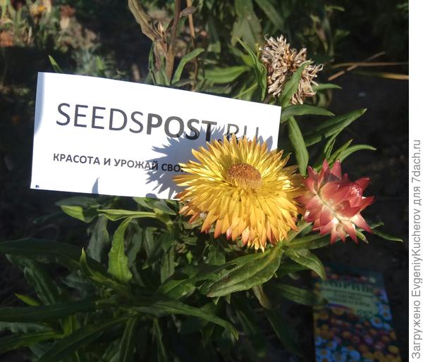 Гелихризум жёлтый