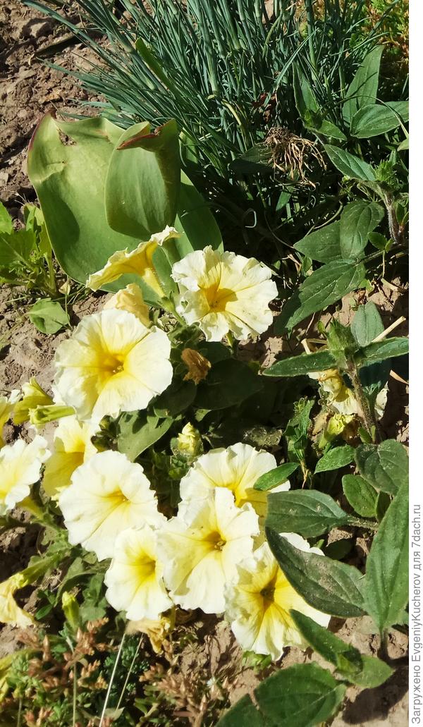 всего два фото(