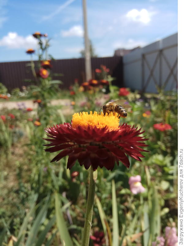 Гости - пчёлы)