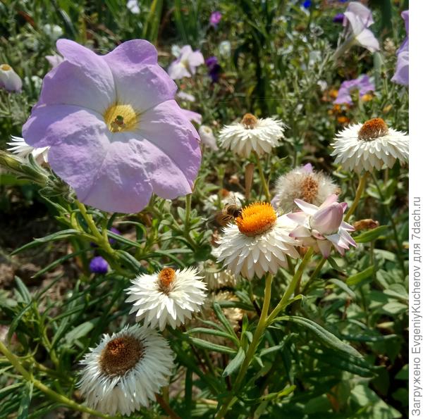 Понравилось сочетание гелихризума и петунии балконной. Гелихризум поддерживает высокие веточки петунии