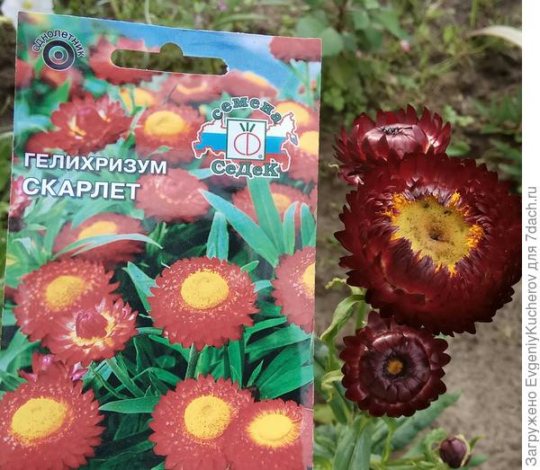 Гелехризум Скарлет