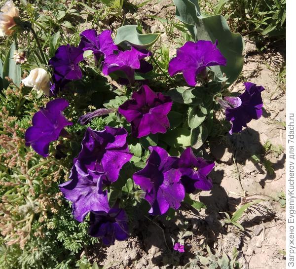 Темно-синяя Джолли радовала насыщенным цветом!