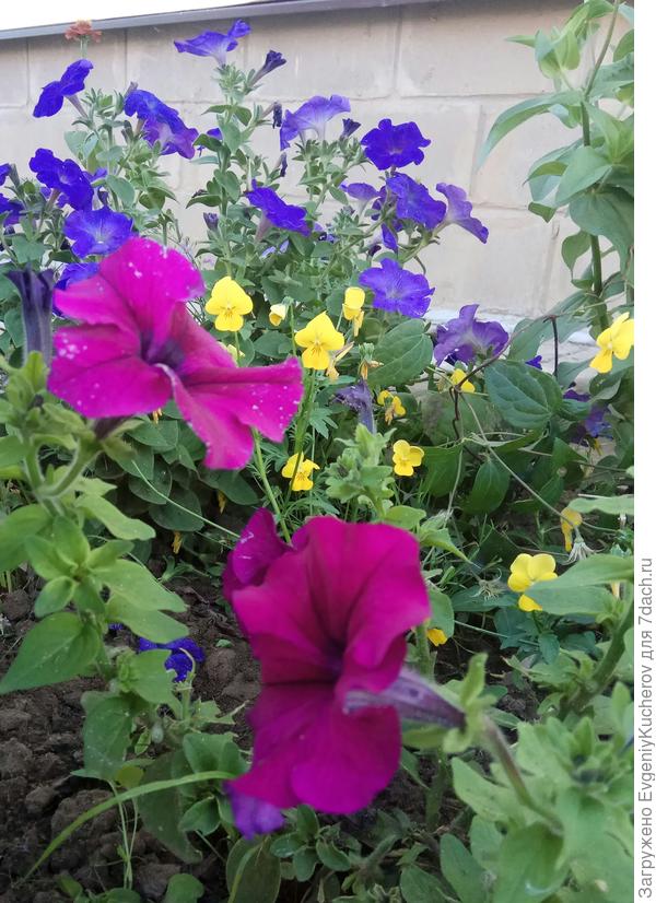 Очень нравится это фото. Красоту петуний подчеркивает виола Янтарный водопад. Творите красоту!