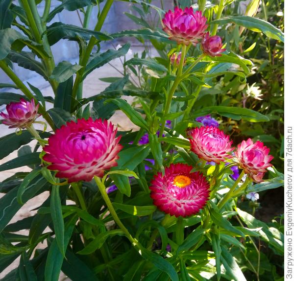 Розовый гелихризум