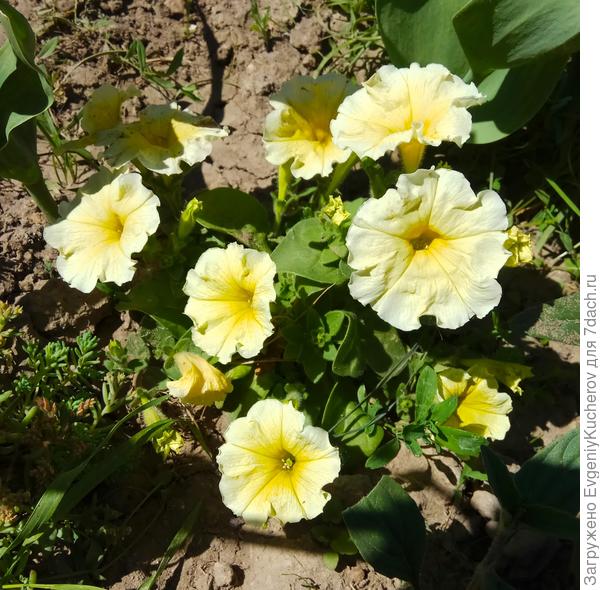 Фото жёлтой всё-таки нашли!