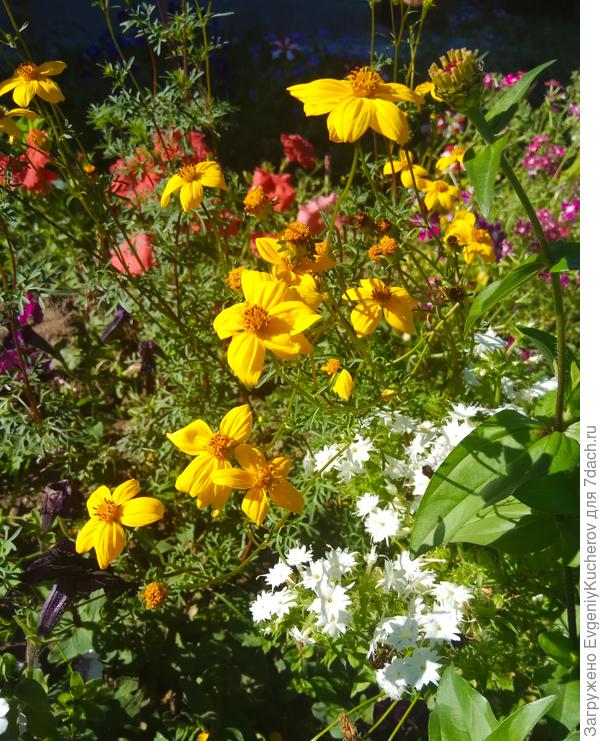 по-летнему в летнем палисаднике