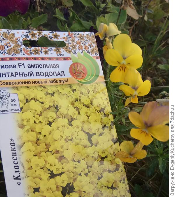 В нашем цветнике -это яркие точки второго плана.