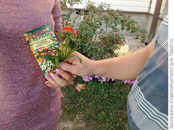 Миниатюрный, высотой 30 см. разноцветный гелихризум