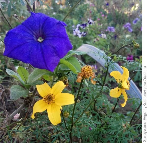 Можно подобрать цветочное сочетание или цветочный контраст