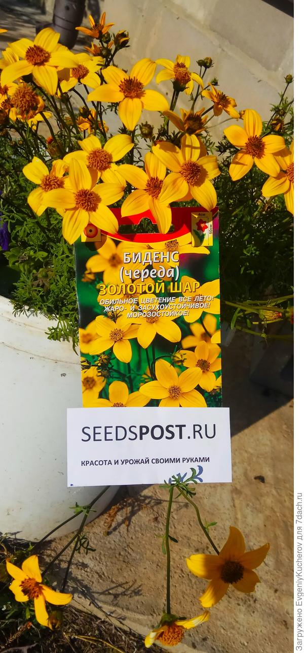 Конечно, сначала о Биденсе... Это солнечного цвета звёздочки. Неприхотливые. В соседстве с петуниями - агрессивны. Растут быстрее, чем петуния. возможно, если вырезать ветки, тогда можно рассматривать такое соседство)