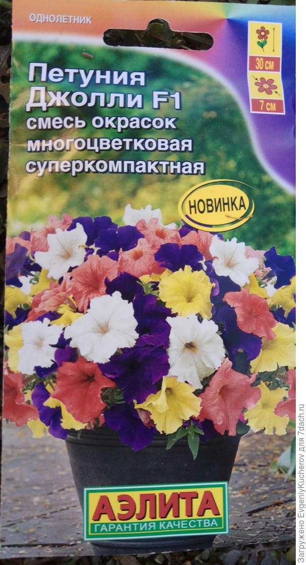 Из пачки с семенами отобрали два драже. Интересно, какая она... Джолли?! Выросли цветы желтого и темно-синего цвета. Желтая петуния в кадр попадала редко, а тёмно-синяя солировала!