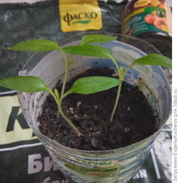 рассада