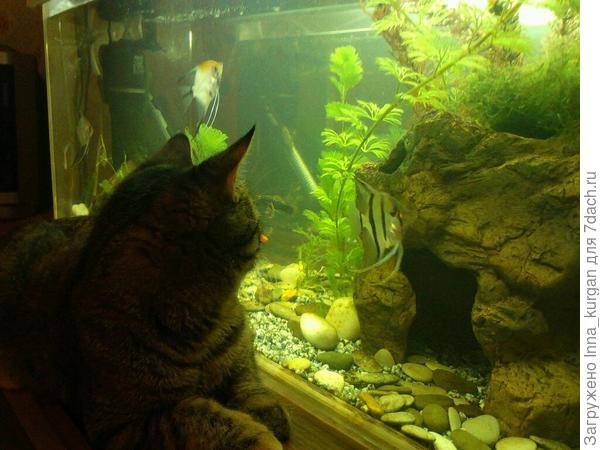 Муркин телевизор