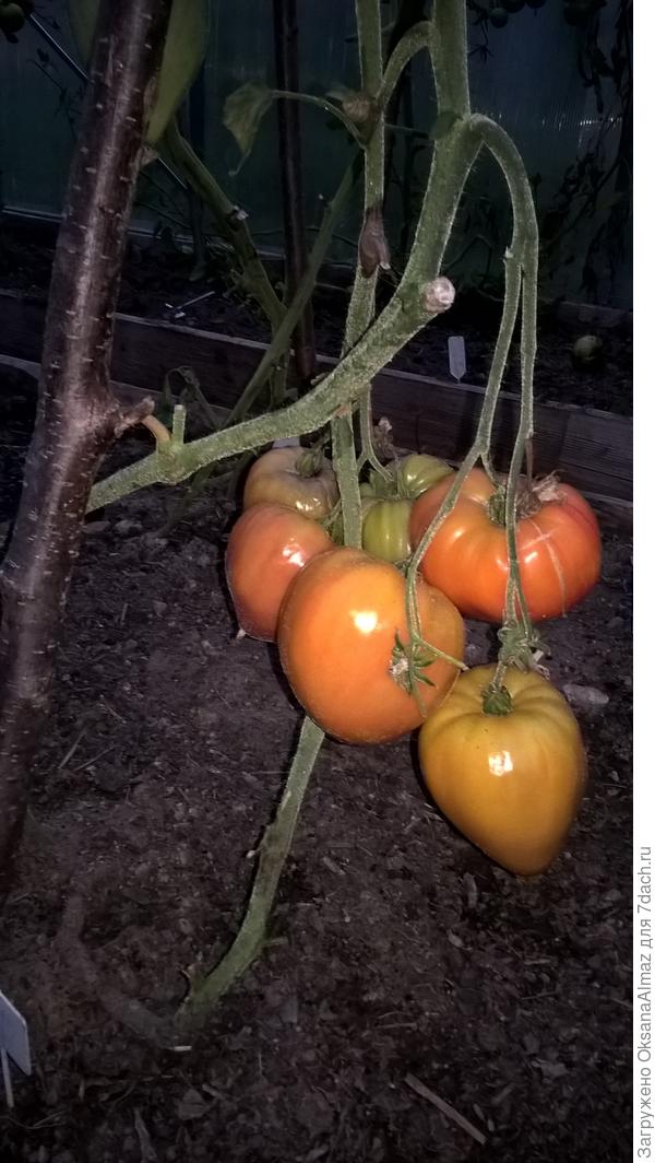 Помидоры "Мазарини". Отличаются великолепным вкусом и урожаем. Рекомендую всем.